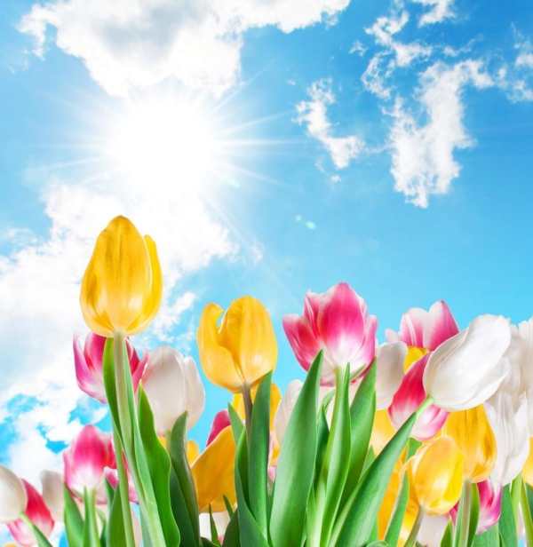 Beautiful Flowers Wallpaper screenshot 4