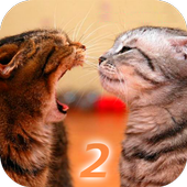 Ask Cat 2 Translator icon