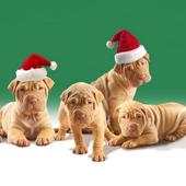 Christmas Dogs Cats wallpaper 1.0