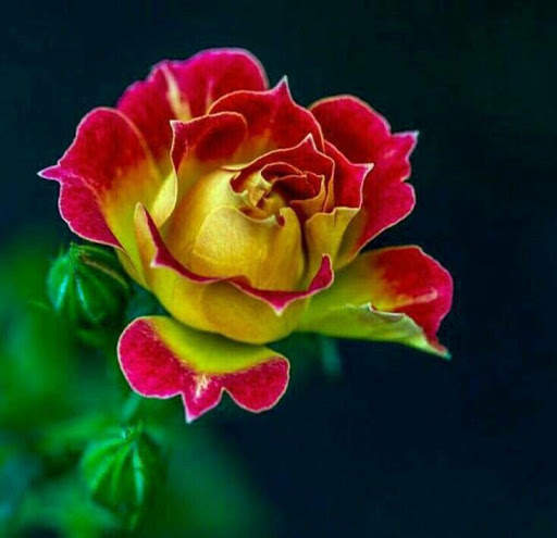 Flowers And Roses Animated Images Gif pictures 4K 8 تصوير الشاشة
