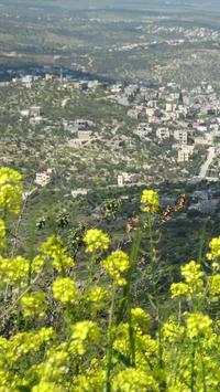Palestine Wallpapers HD screenshot 14