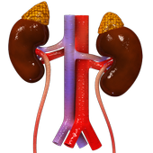 VR Human Excretory System icon