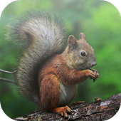 Animal Sounds icon