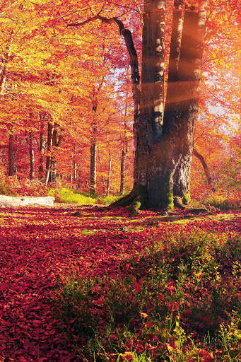 Autumn Wallpaper HD : backgrounds & themes screenshot 1