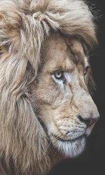 Lion screenshot 4
