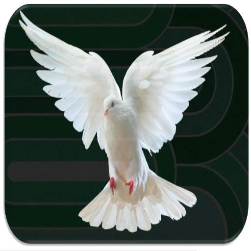 Pigeon sounds 8.2.3