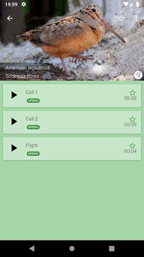 Decoy on forest bird screenshot 2