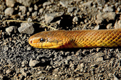 Snake Photo Frames screenshot 5