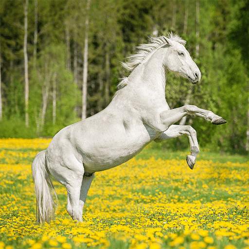 Horses Jigsaw Puzzle Games screenshot 3