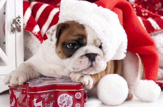 Christmas Dog live wallpaper screenshot 4