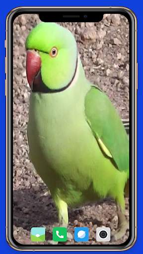 Parrot Wallpaper HD screenshot 2