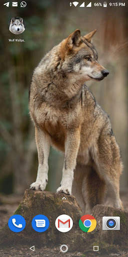 Free Wolf Wallpapers HD screenshot 12