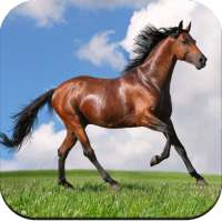 Horse Wallpaper HD icon