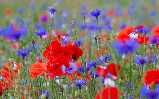 Flowers Live Wallpaper screenshot 11