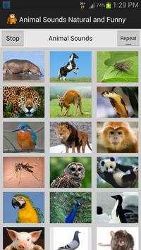 Funny Animal Sounds screenshot 3