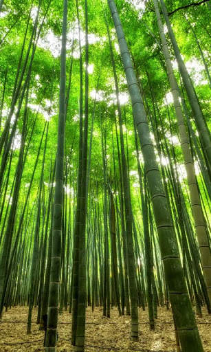 Jungle Wallpaper HD screenshot 3