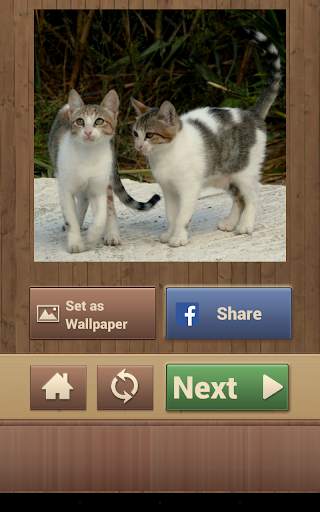 Cat Jigsaw Puzzles screenshot 12