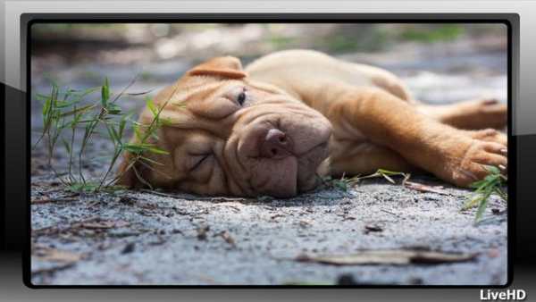 Shar Pei Wallpaper скриншот 3