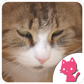 Beautiful Cat images icon