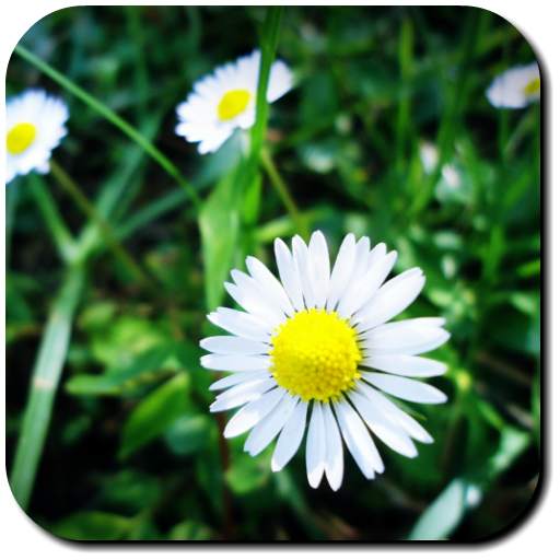 Daisy Wallpapers 3