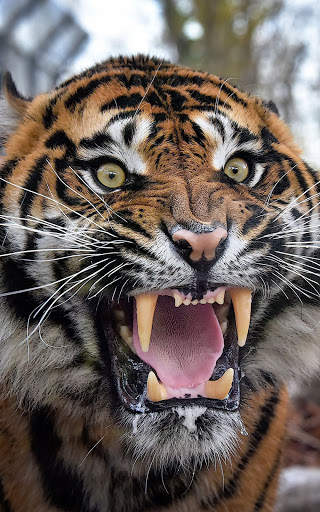 Tiger Wallpapers | hd backgrounds screenshot 3