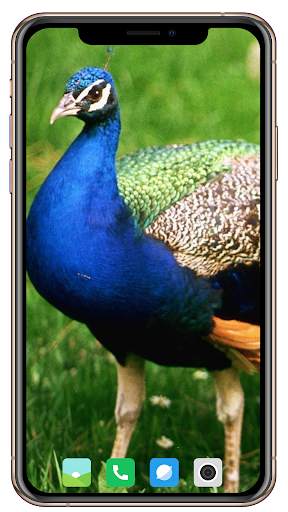 Peacock HD Wallpaper screenshot 5
