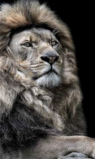 Lion Live Wallpaper (Wallpapers & Backgrounds) screenshot 2