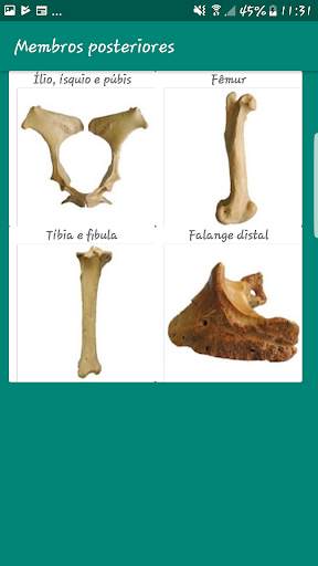 Anatomia Veterinária скриншот 4