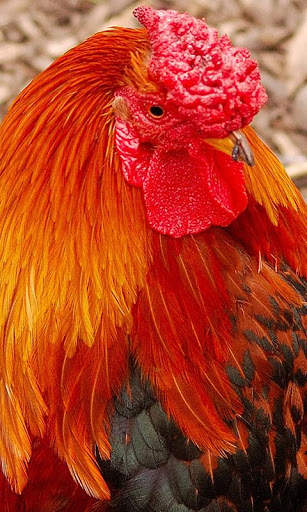 Cock Wallpaper screenshot 1