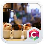 Cute Pet Theme C Launcher 4.8.7