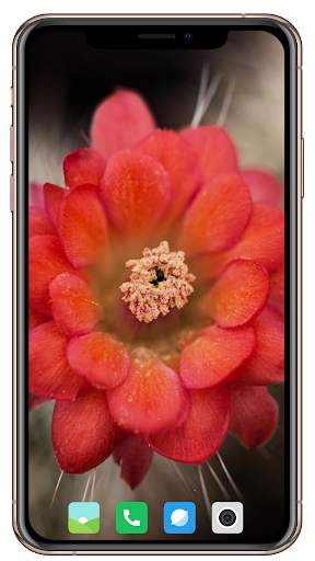 Cactus Flowers Wallpaper screenshot 10