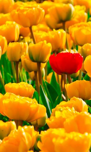 Spring Wallpapers HD (backgrounds & themes) screenshot 3