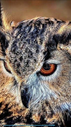 Pretty owls Wallpaper screenshot 1