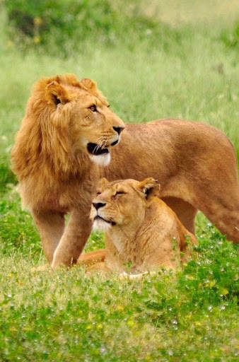 Lions HD Wallpaper screenshot 2