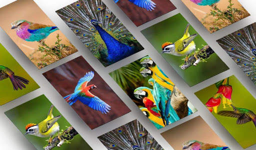Bird Wallpapers HD स्क्रीनशॉट 1