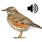 Sounds of birds singing icon