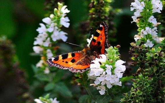 Dragonflies and Butterflies live wallpaper screenshot 9