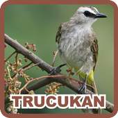 Yellow Vented Bulbul 1.1