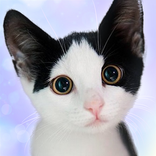 Talking Devon Rex icon