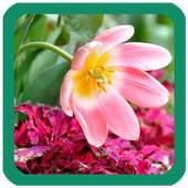 Pink Flowers Wallpaper 1.6