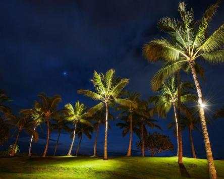 Palm Tree Wallpapers screenshot 5