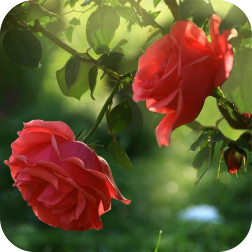 Red Rose Flower Live Wallpaper icon