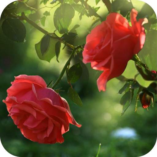 Red Rose Flower Live Wallpaper 1.8.5