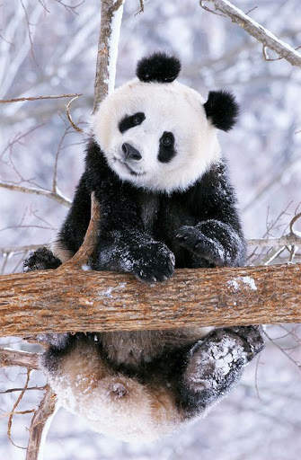 Panda Wallpaper - Cute Panda Wallpapers 🐼 screenshot 2