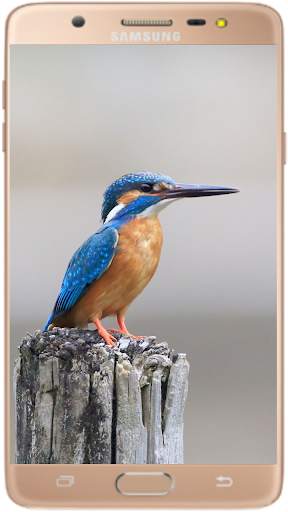 Bird Wallpaper Best HD स्क्रीनशॉट 11