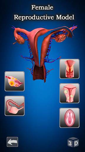 Female Anatomy : Woman Body Visualizer скриншот 3