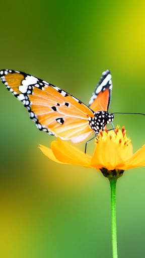 Butterfly Video Live Wallpaper screenshot 5