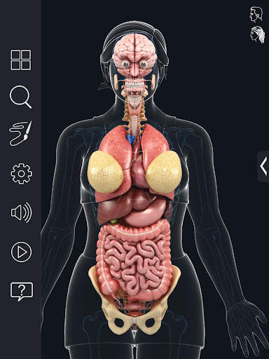 My Organs Anatomy screenshot 12