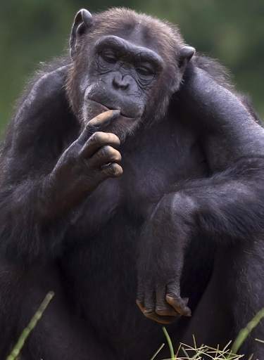 Appp.io - Chimpanzee sounds screenshot 1