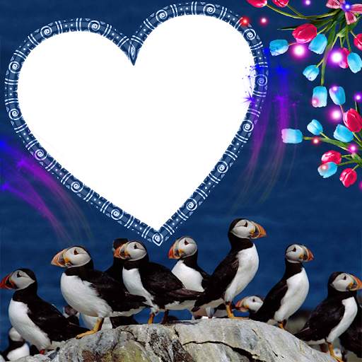 Atlantic Puffin Insta DP screenshot 1